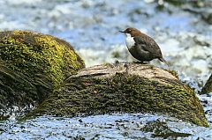 White-throated Dipper